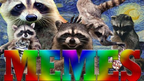 Ultimate Dank Memes Raccoon Edition 2 Youtube