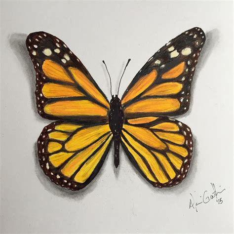 Polychromos and prismacolor pencils on smooth bristol paper. Monarch Butterfly Drawing at GetDrawings.com | Free for ...