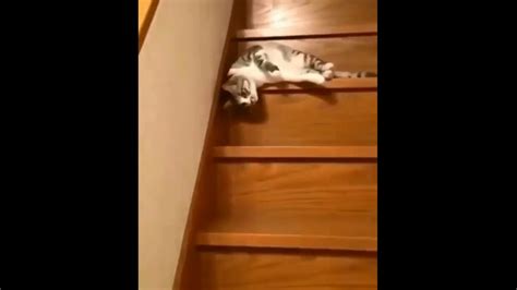 Jennifer Garner Posts Video Of Cat Climbing Down Stairs In A Funny Way