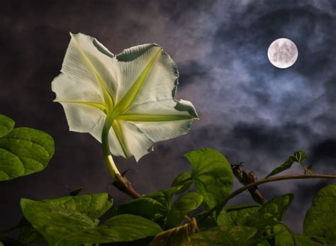 Create Your Own Magical Moon Garden Moon Garden Moon Flower Night