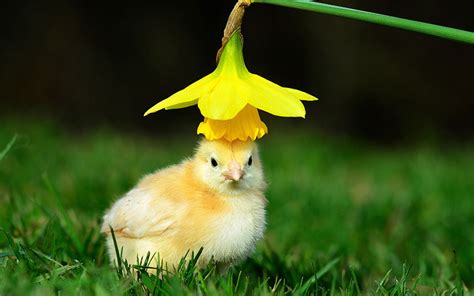 Daily Squee Page 3 Cute Animals In The Cutest Pictures Ever And