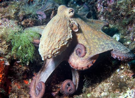 Fascinating Facts About Octopuses Adorable Dumbo And A