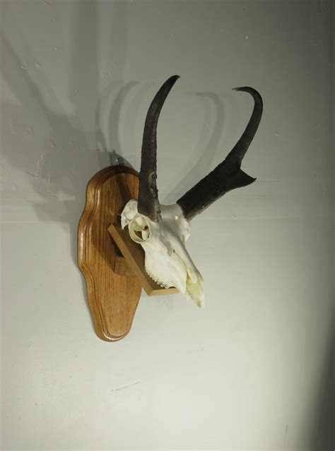 Pronghorn Antelope European Mount On Shelf Plaque A 129e Mounts For Sale