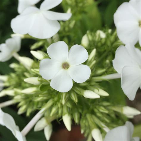 Where to buy edible flowers uk. Phlox | Our Edible Flowers | The Flower Deli