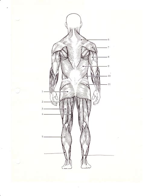 How to build a wide back. Diagrams of Muscular System