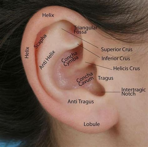 Pin By Andres Sanchez On Anatomy Ear Anatomy External Ear Anatomy
