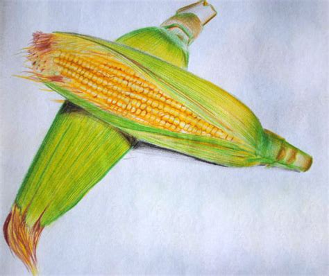 Corn Pencil Color On Paper By Nfarhat On Newgrounds