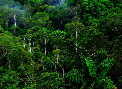 8 Ciri Ciri Ekosistem Hutan Hujan Tropis Berdasarkan Vegetasi Dan