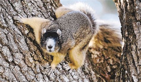 What Is A Fox Squirrel Find Out Here Squirrel Arena