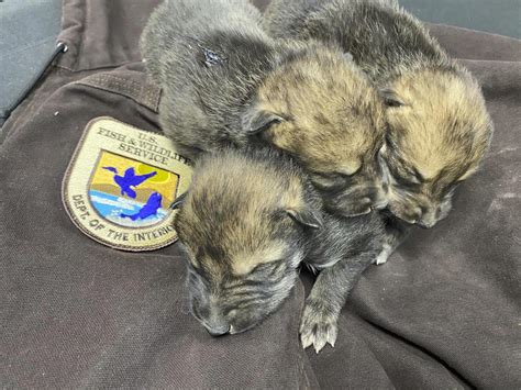 Record Number Of Mexican Gray Wolf Pups Cross Fostered This Spring