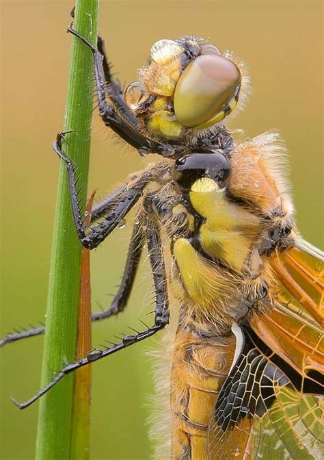 Elképesztő fotók apró rovarokról #1 - A mikrokozmosz világa | Érdekes Világ