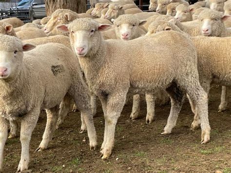 lot 419 126 mixed sex store lambs auctionsplus