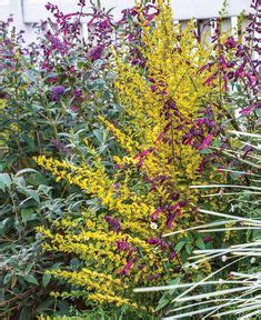 Check spelling or type a new query. 52 Best Sunshine Ligustrum images in 2019 | Sunshine ...