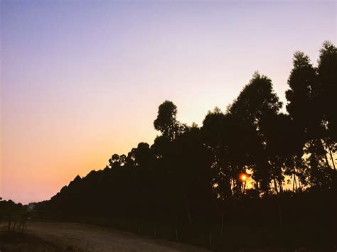 Free Photo Silhouettes Of Tall Trees Near Dirt Road During Sunset