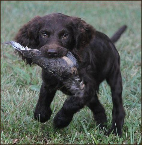 If you need a reputable boykin spaniel breeder, you've come look here to find a boykin spaniel breeder close to yousouth carolina who may have puppies for sale or a male dog available for stud service. Pin on Dogs.