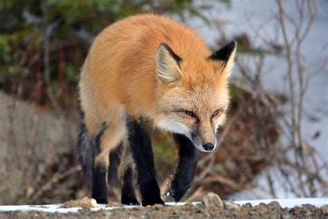Red Fox Walking Through Snow Stock Image Image Of Cold Wild 61495295