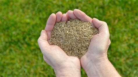 How To Plant Grass Seed The Best Ways To Sow And Grow A Lawn Fast