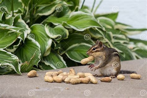 Chipmunk Eating Peanuts Stock Photo Image Of Small Rodent 42805374