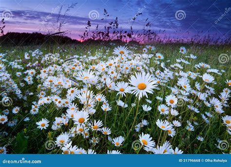 Many Camomile On Meadow At Sunset Stock Photo Image Of Plant Flower