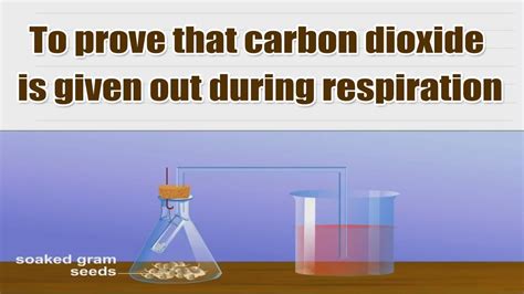 To Prove That Carbon Dioxide Is Given Out During Respiration 10th