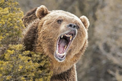 Standing Grizzly Bear Roaring