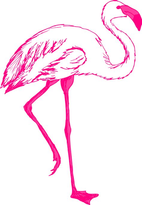 Pink Flamingo Cliparts 17 Buy Clip Art Flamingos Drawing Png