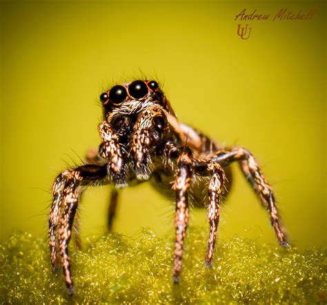 No, I'm Brian | Salticus scenicus (Zebra Jumping Spider) | Andrew