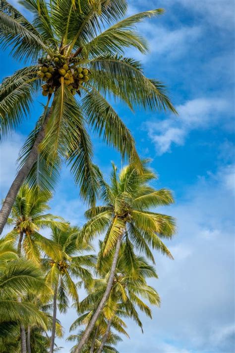 Coconut Palm Trees Against The Blue Sky At Kuto Bay Beach Stock Image