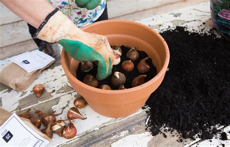 The List Of 10 How To Plant Daffodil Bulbs In Pots