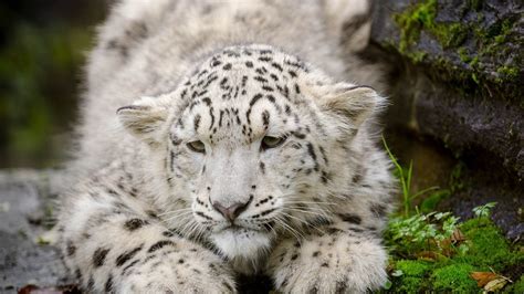 751486 Snow Leopards Cubs Big Cats Rare Gallery Hd Wallpapers