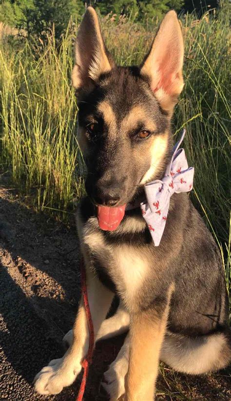 Blu The German Shepherd Siberian Husky Mix ~ Dogperday ~ Cute Puppy