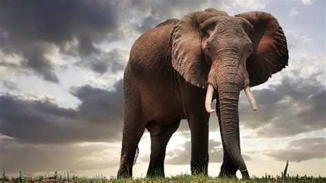 Kostenlose Hintergrundbilder Elefanten