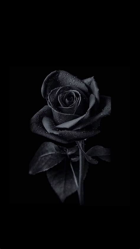 Black Iphone 25 Top Black Iphone Black And White Roses Iphone Hd