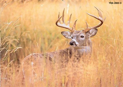 White Tail Deer Hunting Skills For Whitetail Deer