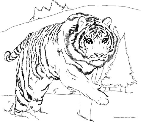 9 Magnificient Tigre Coloriage Stock Idee De Coloriage