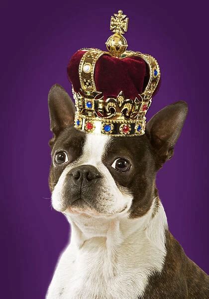 Dog Boston Terrier Portrait Wearing A Crown Print 18912090 Poster