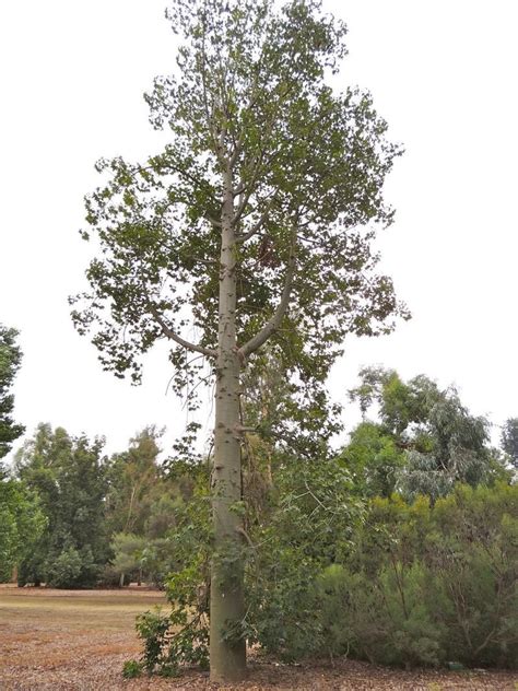 Plantfiles Pictures Brachychiton Species Broad Leafed Bottle Tree