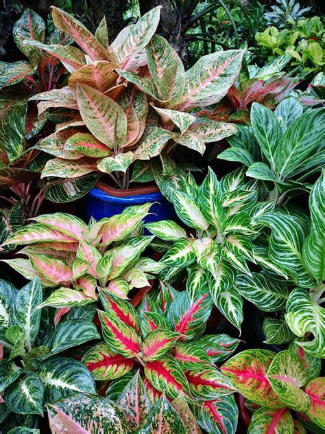 48 Stunning Aglaonema Varieties To Grow Indoors Artofit