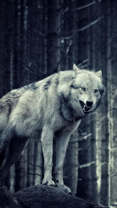 Alone Wolf Wallpapers Wallpaper Cave