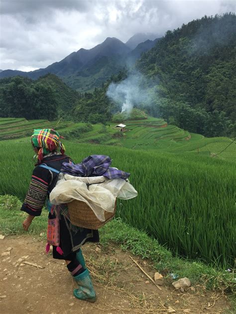 A Hmong woman hikes through rice terraces in Sapa, Vietnam ...