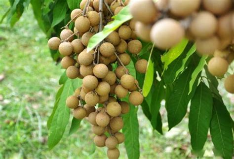 Berapa Lama Mencangkok Kelengkeng