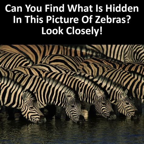 can you find what is hidden in this picture of zebras look closely em viata me