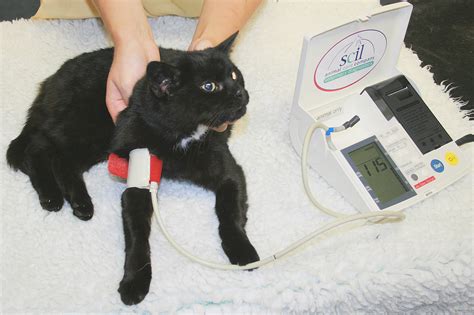 Systolic pressure is the blood pressure reading when your heart beats. What You Need to Know About Cats and Blood Pressure - Catster