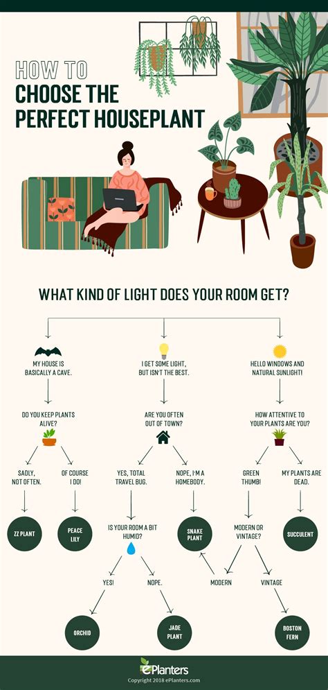 How to Choose the Perfect Houseplant [Infographic] - ePlanters