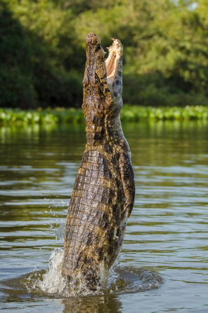 Royalty Free Alligator Jumping Pictures Images And Stock Photos Istock