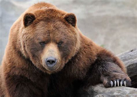 Grizzly Bear Attacks Woman At Yellowstone East Idaho News