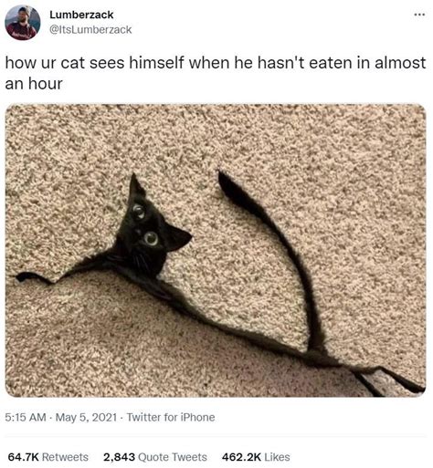 50 Best Cat Tweets Of 2021 The Funniest And Most Viral Of Cat Twitter