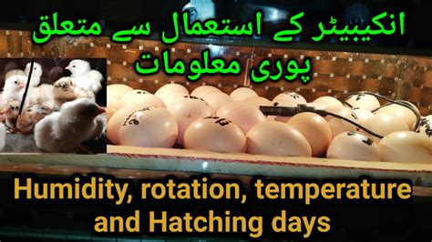 Eggs Incubator Use Full Information In Easy Way Humidity Temperature Hatching All Here