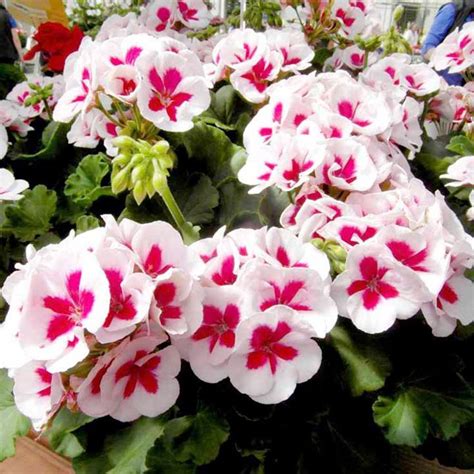 Maybe you would like to learn more about one of these? Geranium "White Splash" one of my favorites | Geranium ...