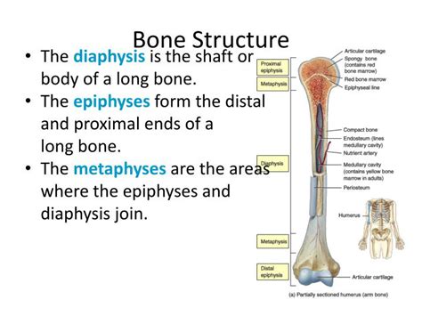 Ppt Bone Structure Powerpoint Presentation Free Download Id2064486